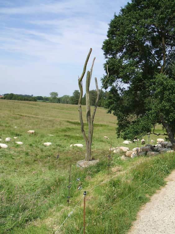 The Danger Tree located at Beaumont Hamel