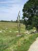 The Danger Tree located at Beaumont Hamel