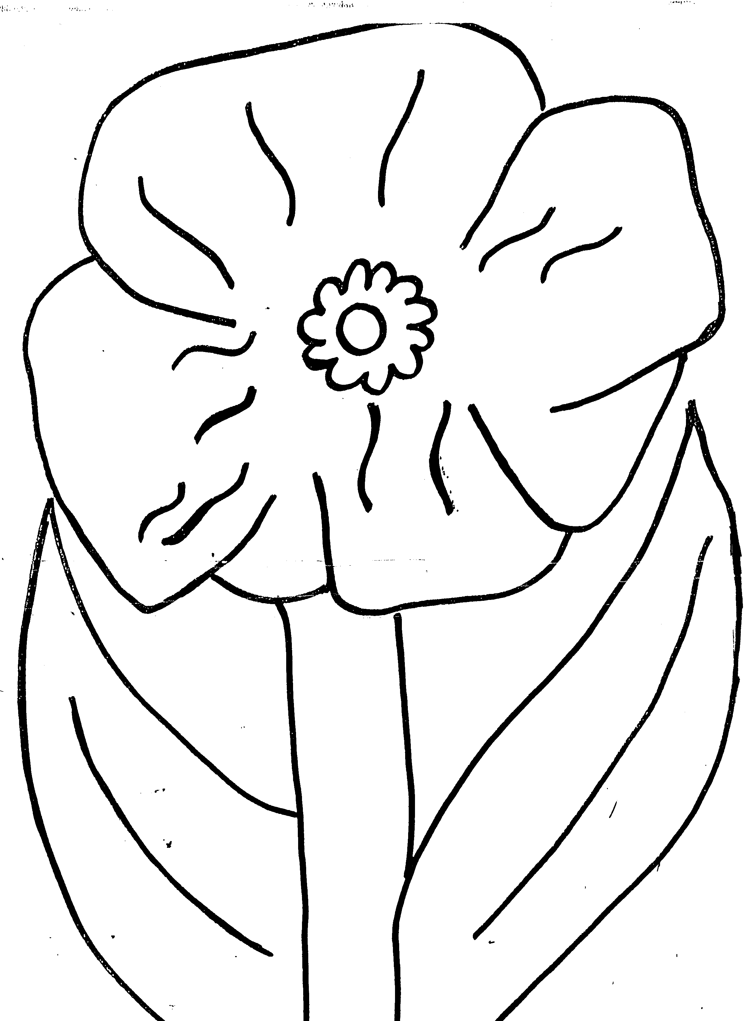 poppy-colouring-page